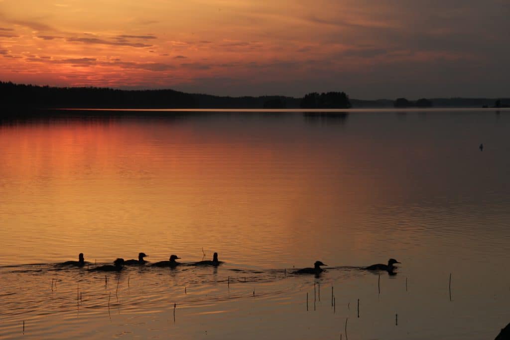 Kesäyön maisema, lintuja tyynellä järvellä. Aholan mökit Padasjoki.