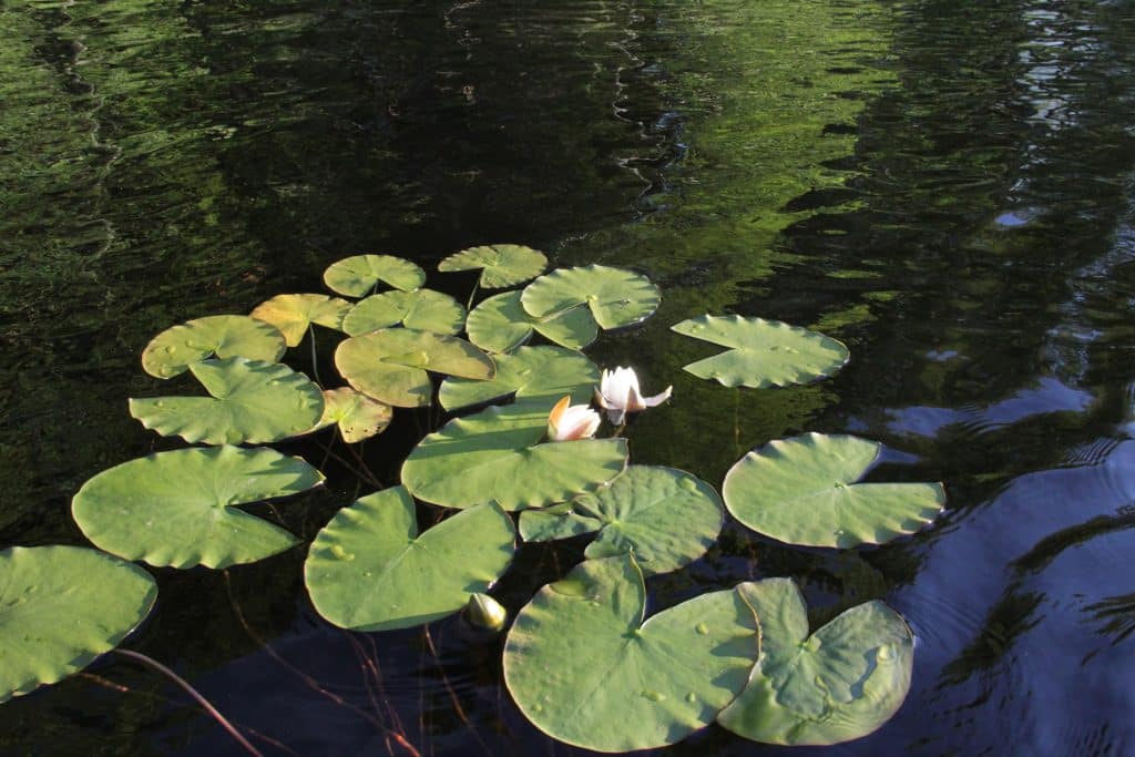 Lumpeenlehitä järvellä. Aholan mökit Padasjoki.